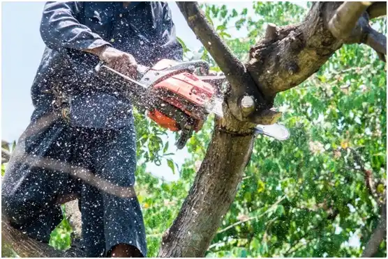 tree services Ritzville